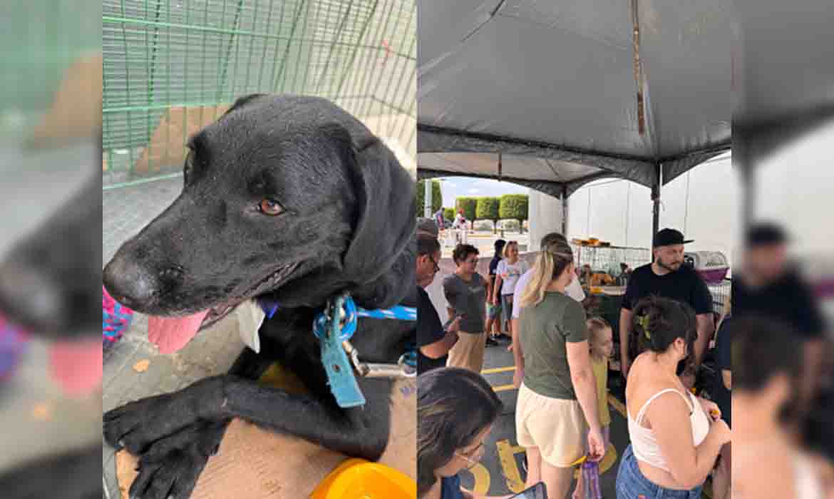 Feirinha de Adoção de Animais e Evento Esportivo unem exercícios e ação social no Shopping Internacional de Guarulhos.