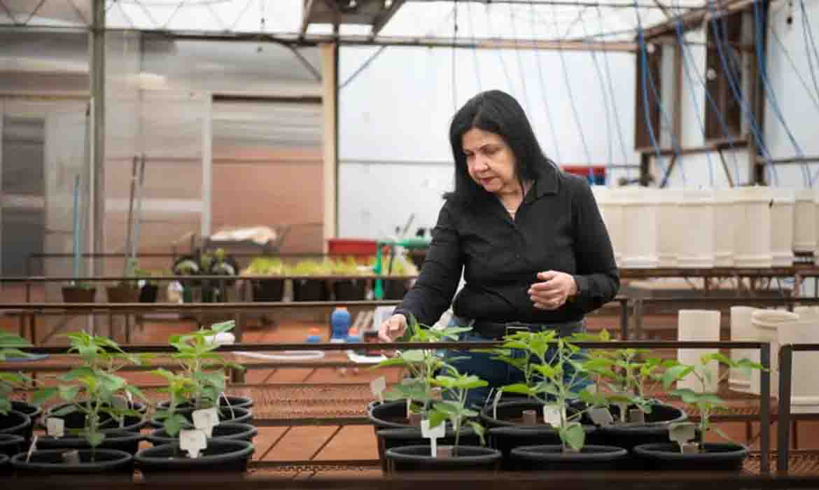 Brasileira ganha o Nobel no setor de Agricultura