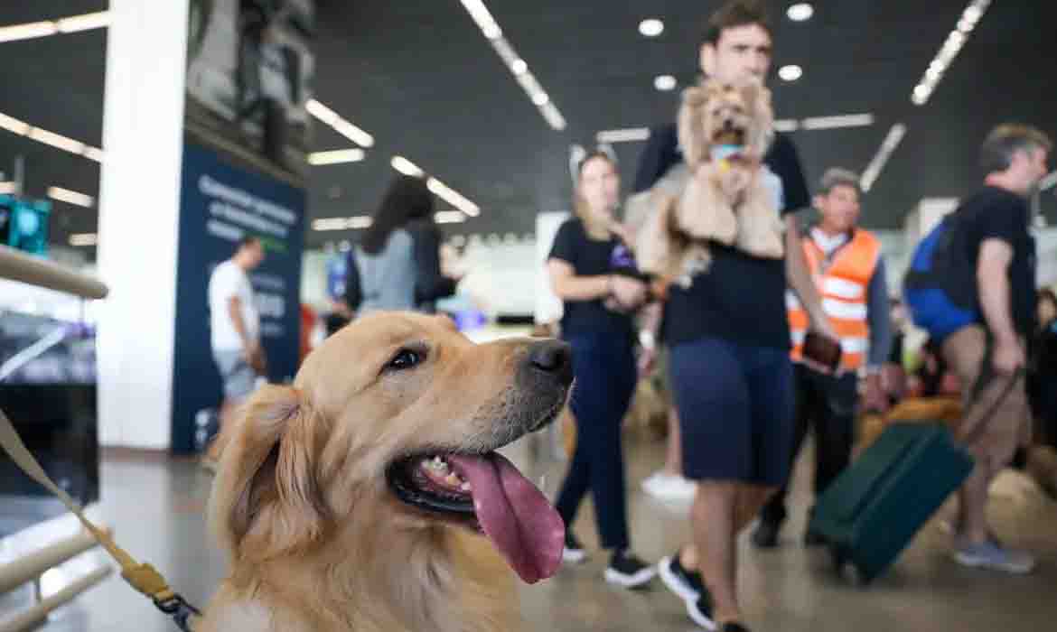 Aéreas podem se negar a embarcar animais de suporte emocional, diz STJ